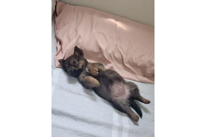 $1 : Adopcion image 2