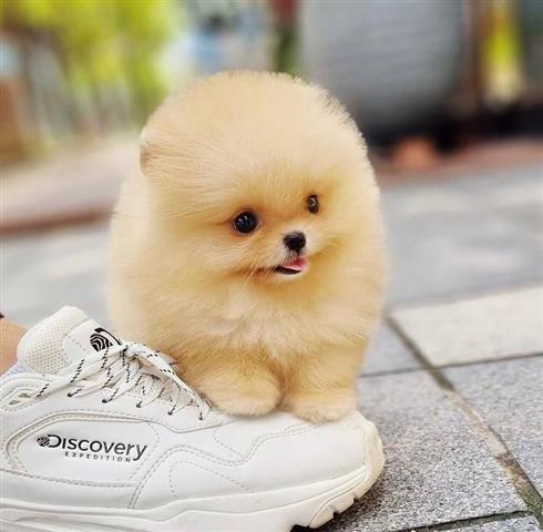 $400 : Pomeranian puppies image 1