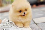 Pomeranian puppies