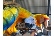 Miami parrot en Washington DC