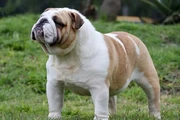 Bulldog Ingles by Masqueen