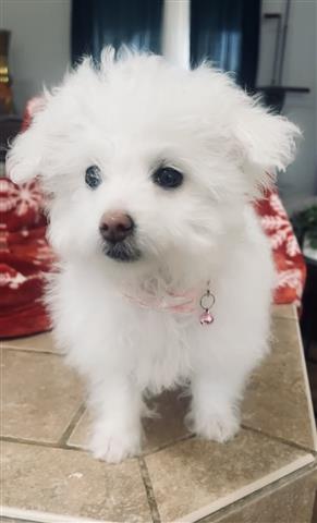 $550 : Perrita hermosa maltipoo image 1