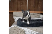 $480 : Boston Terrier puppy for sale thumbnail