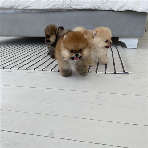 $500 : Teacup Pomeranian puppies image 2