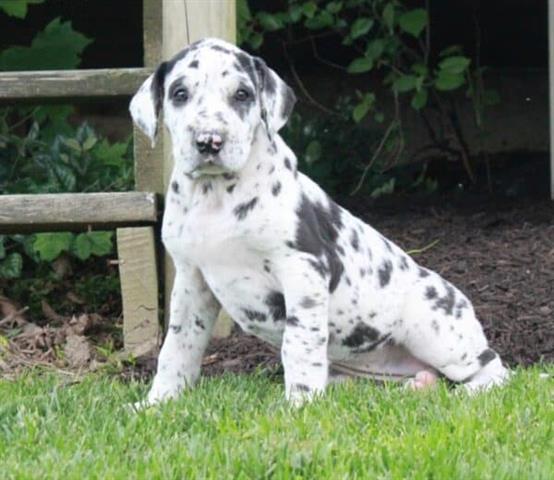 $500 : Wonderful rescue dog: Dalmatio image 2