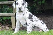 $500 : Wonderful rescue dog: Dalmatio thumbnail