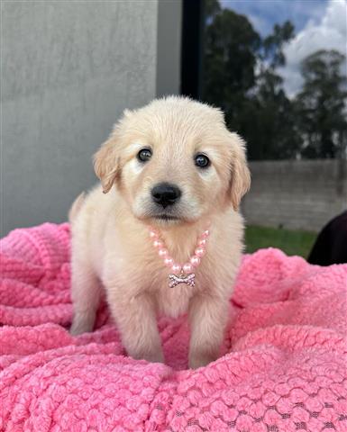 $350 : golden retriever image 1