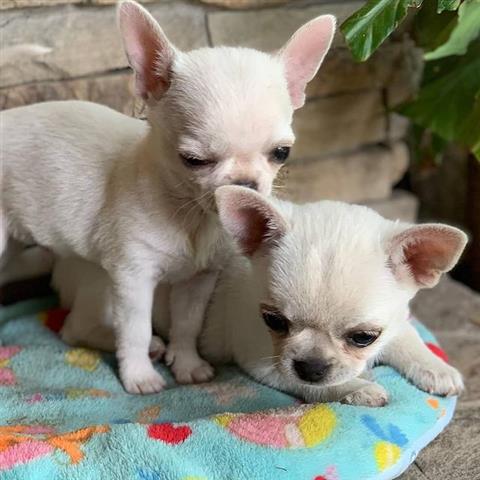 $500 : Chihuahua puppies for sale image 2