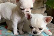 $500 : Chihuahua puppies for sale thumbnail