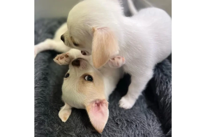 $450 : BeautifHeul Chihuahua puppies image 4