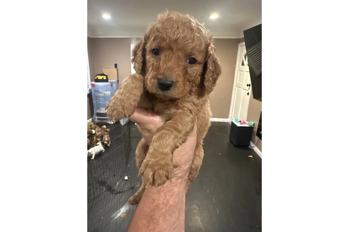 $1800 : Mini Goldendoodle F1b image 3