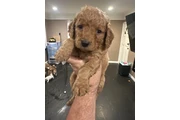 $1800 : Mini Goldendoodle F1b thumbnail