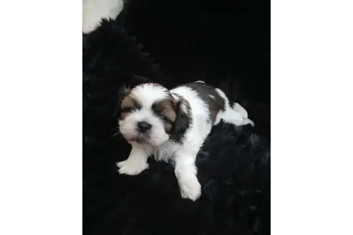 Bellissimi cuccioli di shih tz image 3