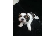 Bellissimi cuccioli di shih tz thumbnail