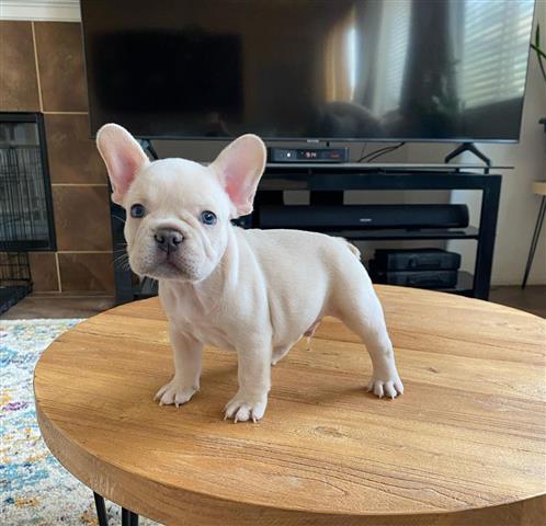 $350 : Frenchie Puppies Available image 2