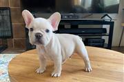 $350 : Frenchie Puppies Available thumbnail