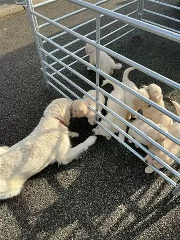 $400 : golden retriever. Macho y hemb image 3