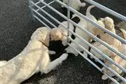 $400 : golden retriever. Macho y hemb thumbnail