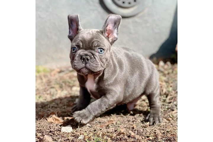 Fluffy Frenchies puppies image 2