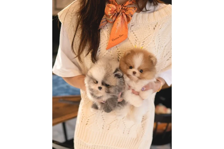 $350 : Cachorros Pomerania en venta image 2