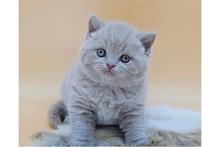 $300 : Adopción: Británico de Pelo Co image 1