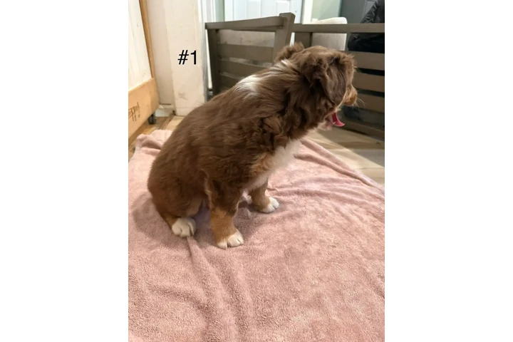 $1800 : 4 Whoodle puppies image 5