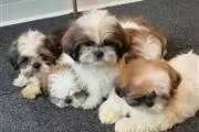 Sweet shih tzu Puppies avbl