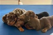 $400 : Vaccinated dachshund puppies thumbnail