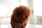 $350 : Maltipoo puppies thumbnail