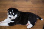 $500 : Siberian husky baby for sale thumbnail