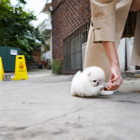 $300 : Teacup Pomeranian puppies image 3