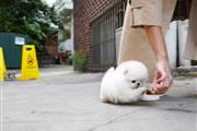 $300 : Teacup Pomeranian puppies thumbnail