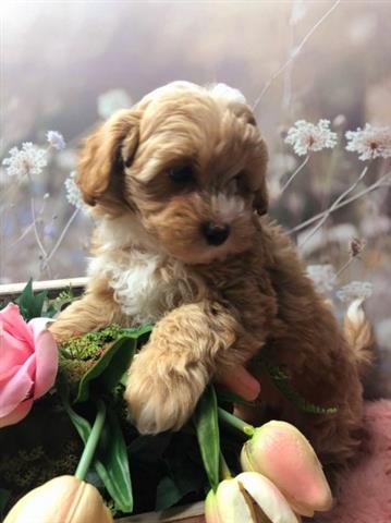 $500 : Maltipoo Puppy image 2