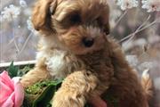 $500 : Maltipoo Puppy thumbnail