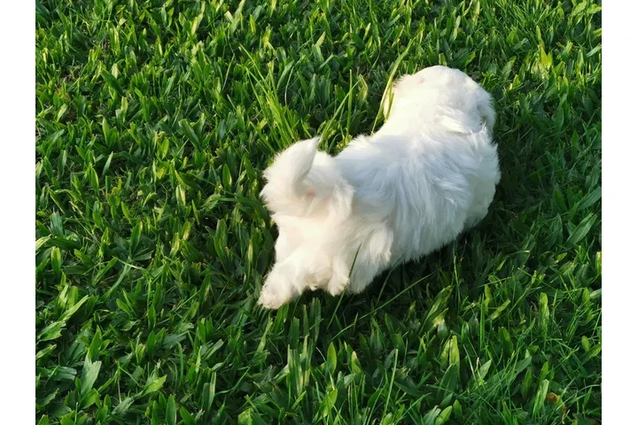 $350 : Cachorros shihtzu maltes image 2