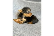 $350 : Cachorros mini yorkshire thumbnail