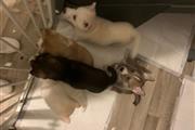 Siberian husky pups available en Louisville