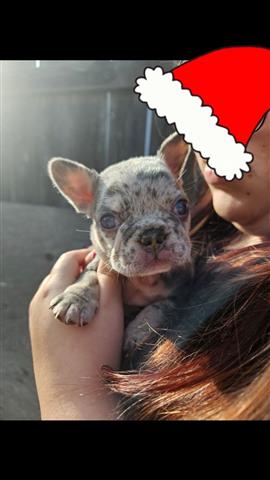 $3500 : French bulldogs image 6