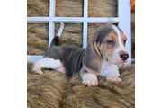 Puppies 🐶 For sales en Miami