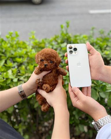 $300 : Teacup Maltese puppy image 1