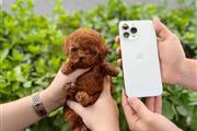 Teacup Maltese puppy en Miami