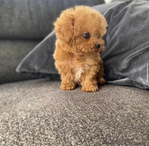 $400 : Adorable poodle puppy for sale image 3