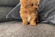 $400 : Adorable poodle puppy for sale thumbnail