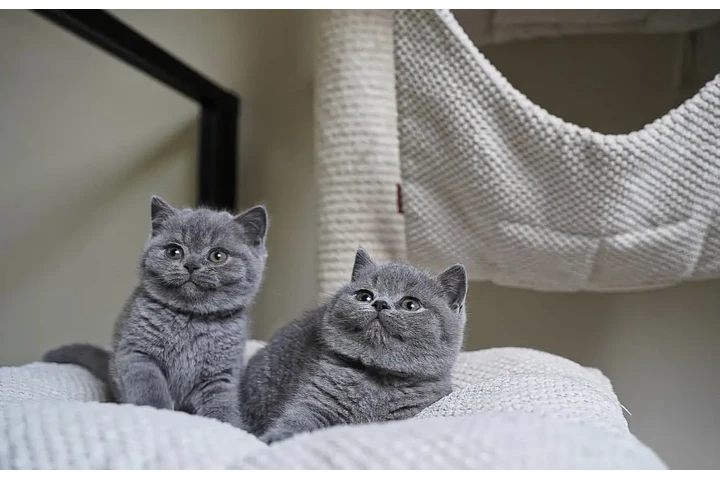 $310 : Boy BSH Available image 2