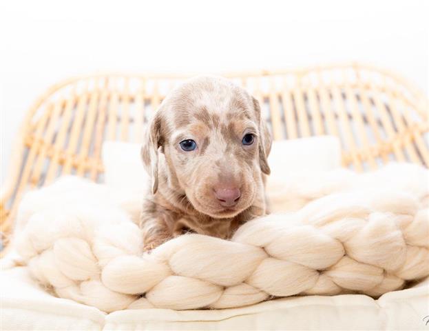 Miniature Dachshund Pups image 1