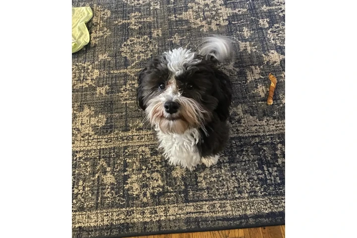 $390 : Havanese puppies for Adoption image 5