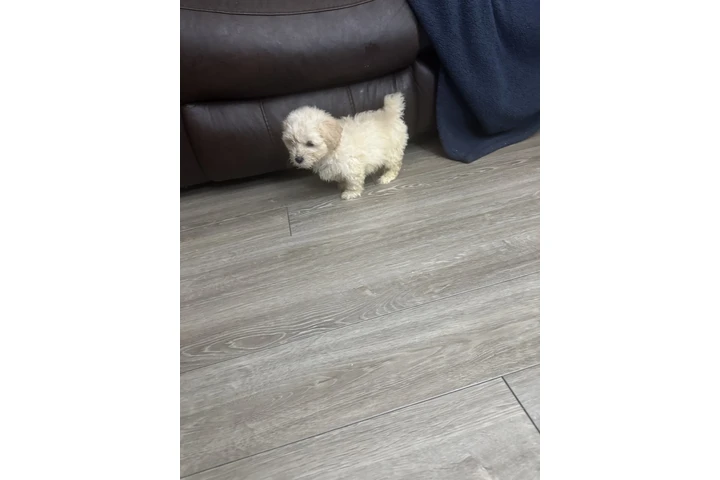 $500 : Bichon maltes image 2