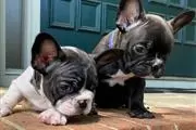 AKC Reg, Frenchies