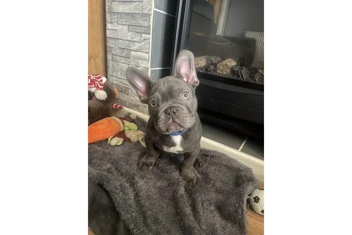 $500 : Bulldog Francés en Venta image 1