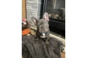 Bulldog Francés en Venta en Atlanta